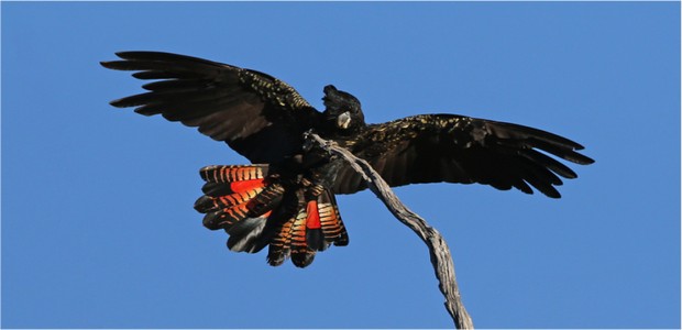 Black Cockatoo Preservation Society of Australia