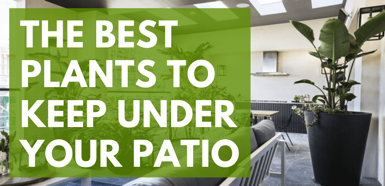 The Best Patio Plants for Your Home