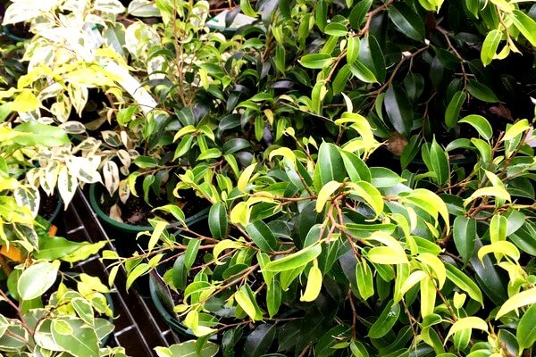 Ficus patio plant