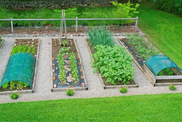 Image of Lettuce plants growing under a shade cloth