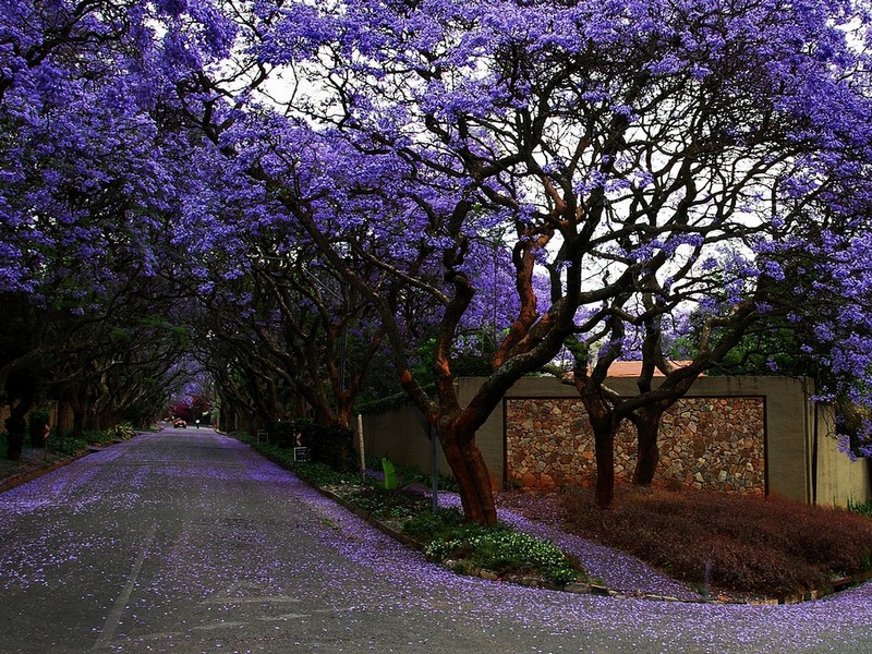 jacaranda falling leaves
