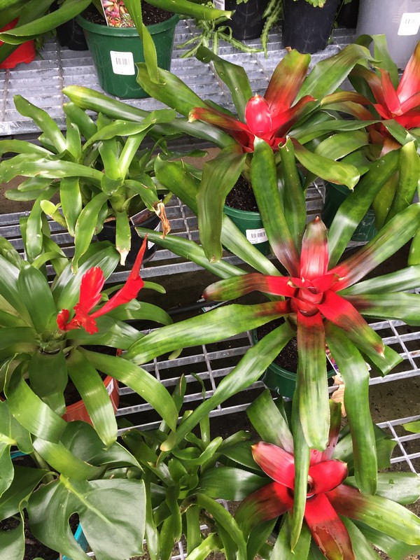 The Best Plants To Keep Under Your Patio Great Aussie Patios