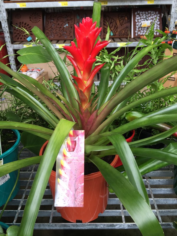The Best Plants To Keep Under Your Patio Great Aussie Patios