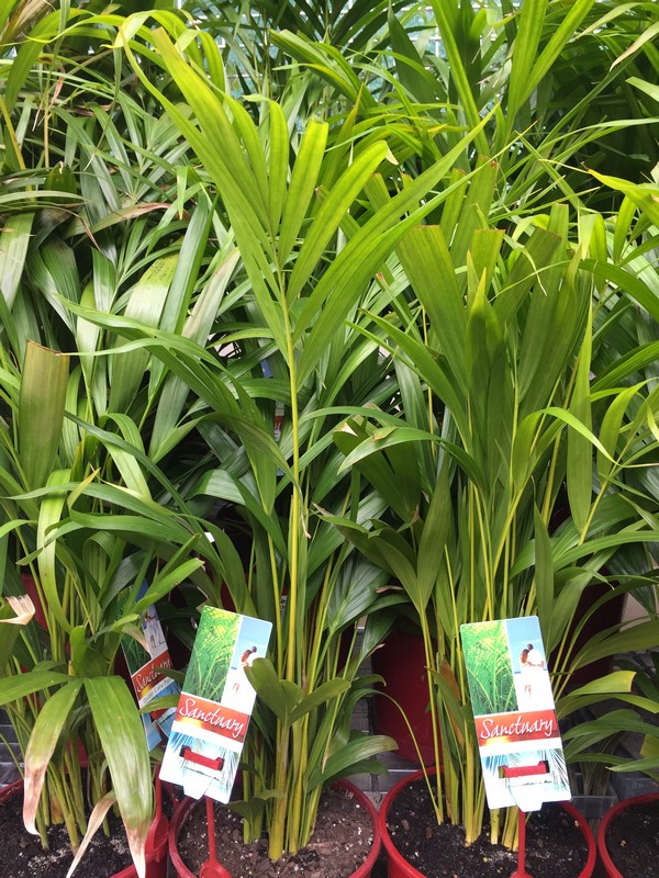 The Best Plants To Keep Under Your Patio Great Aussie Patios