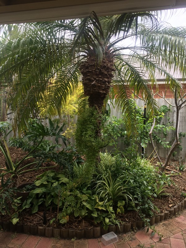 The Best Plants To Keep Under Your Patio Great Aussie Patios