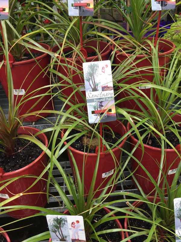 The Best Plants To Keep Under Your Patio Great Aussie Patios
