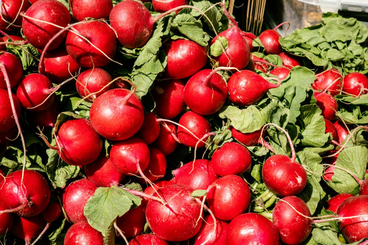 a backyard veggie garden that works as a backyard upgrade