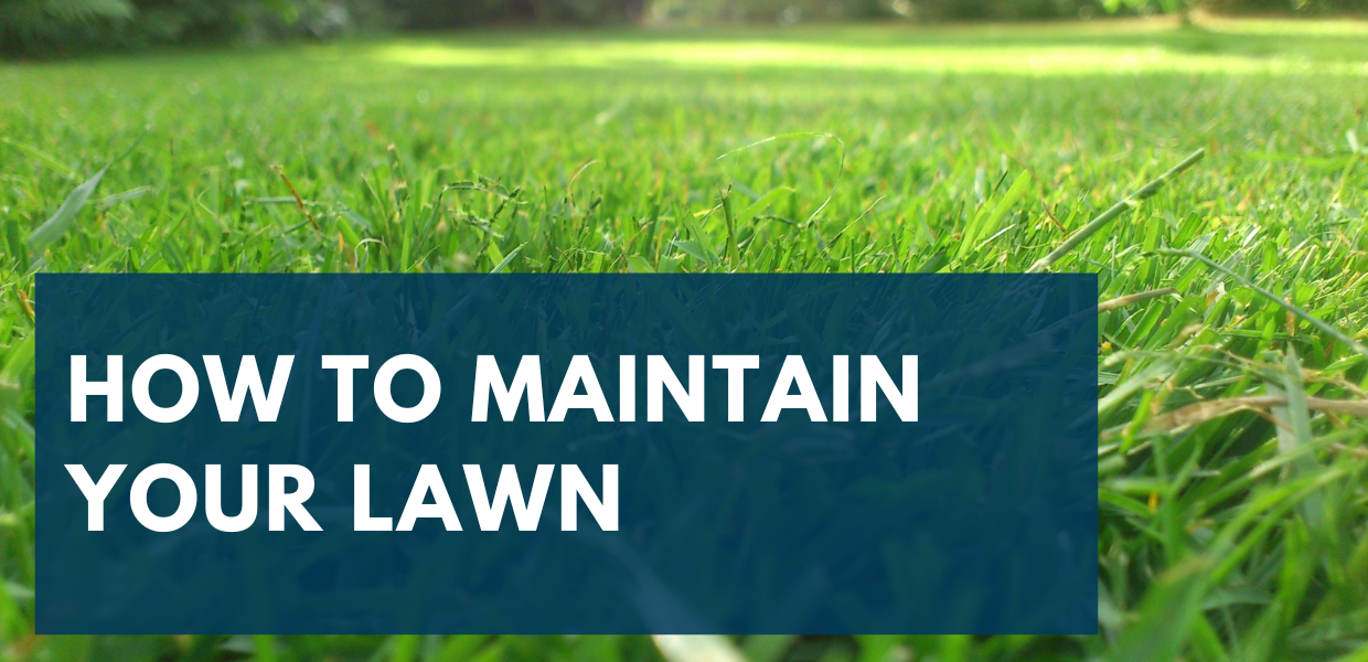 How To Maintain Your Lawn