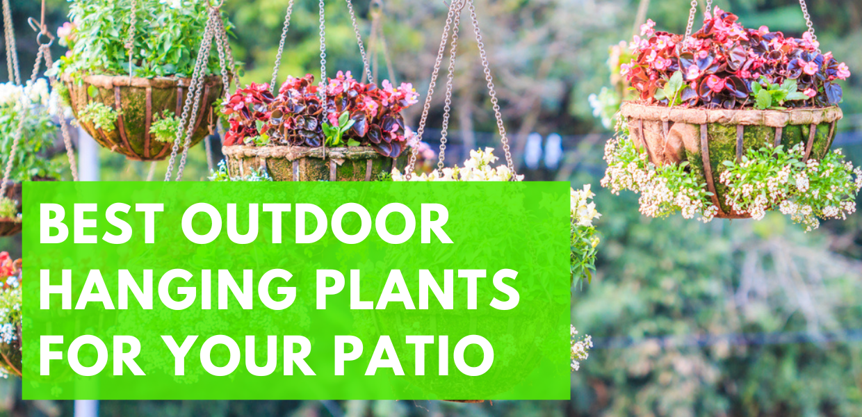 Best Outdoor Hanging Plants For Your Patio