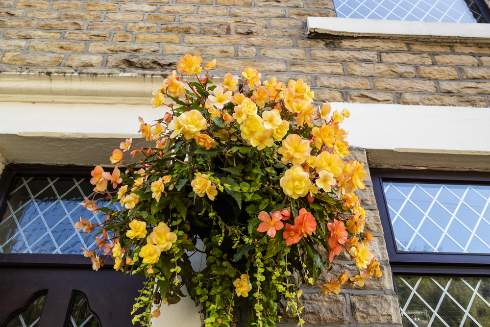 Hanging flowers.