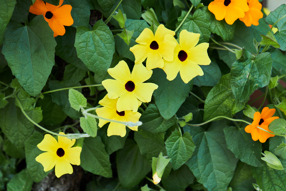  Black-eyed susan vine.