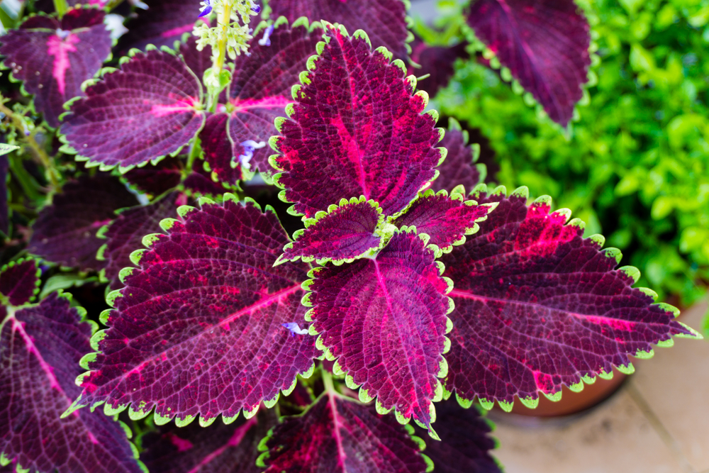 Outdoor patio plant.