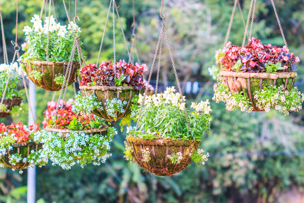 Best Outdoor Hanging Plants For Your Patio