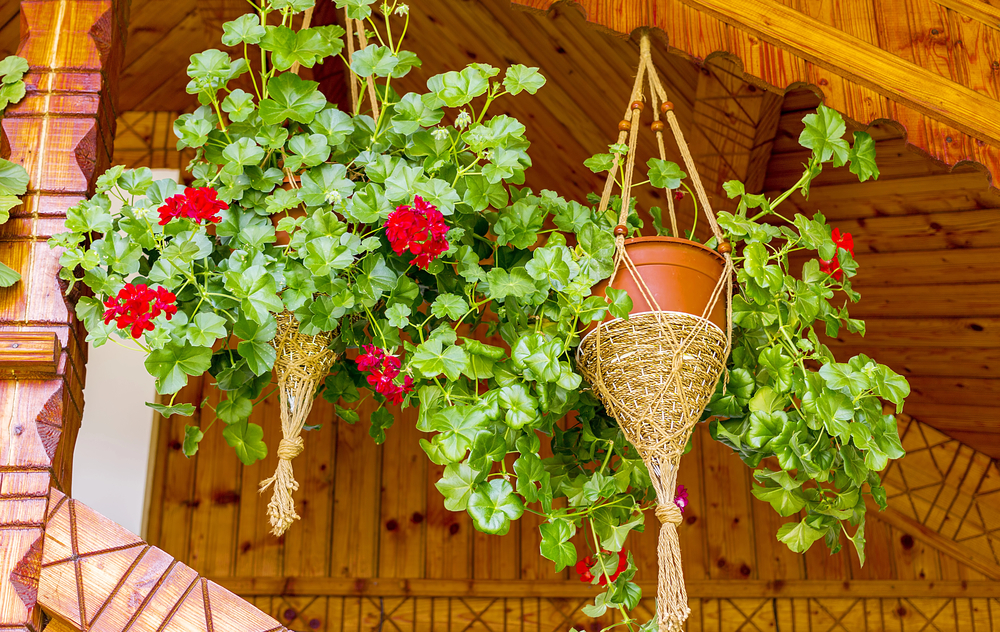 Hanging plant outdoor.