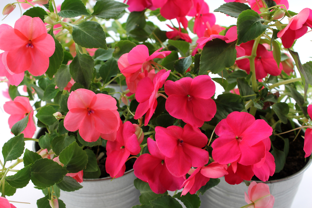 Flowers in pots.