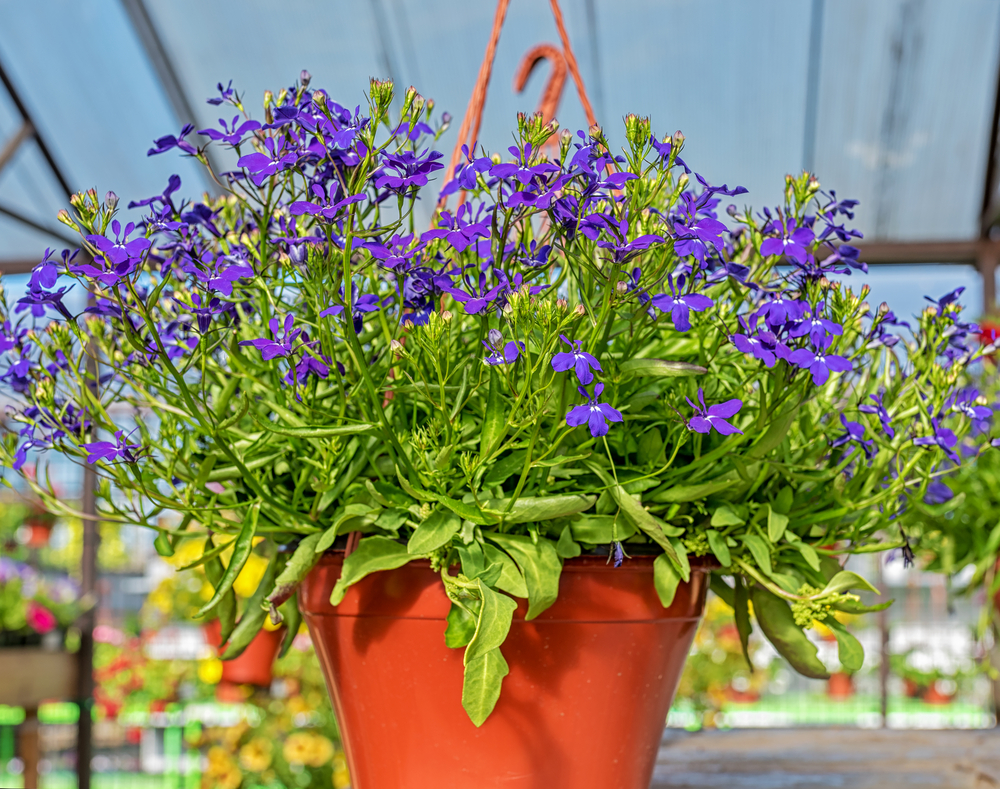 Hanging flowers.