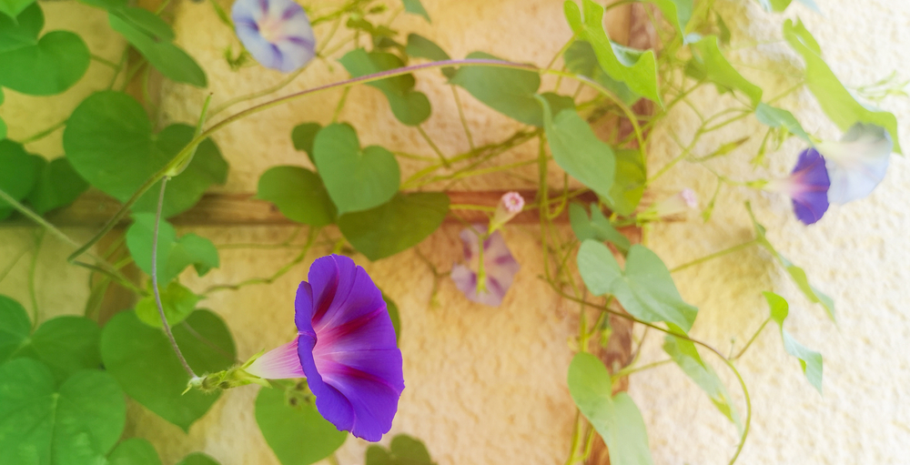Morning glories outdoor patio plant.