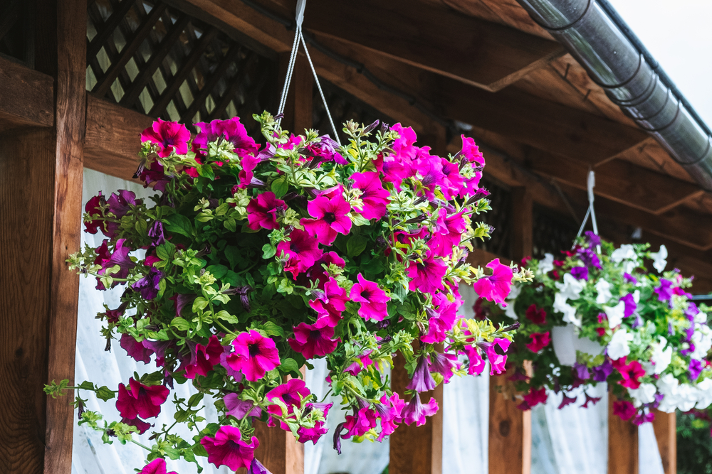 Hanging flowers