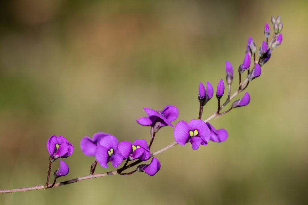  Purple coral pea.