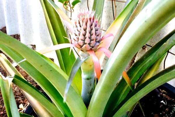 Pineapple plant