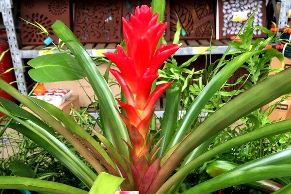 Bromeliads