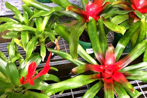 Bromeliads 