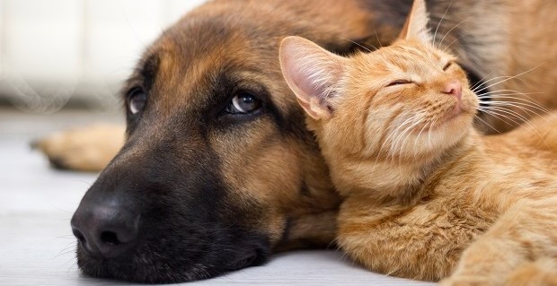 cat and dog in their pet friendly outdoor patio