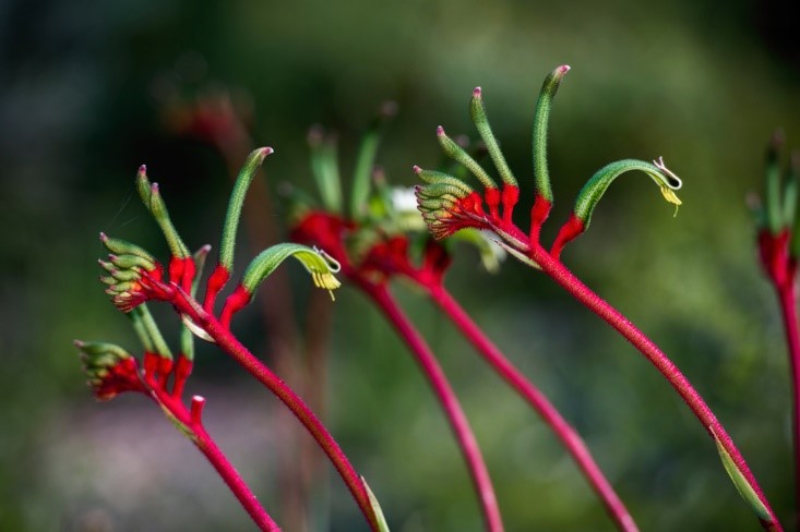 Kangaroo Paw Flower - eco friendly backyard perth