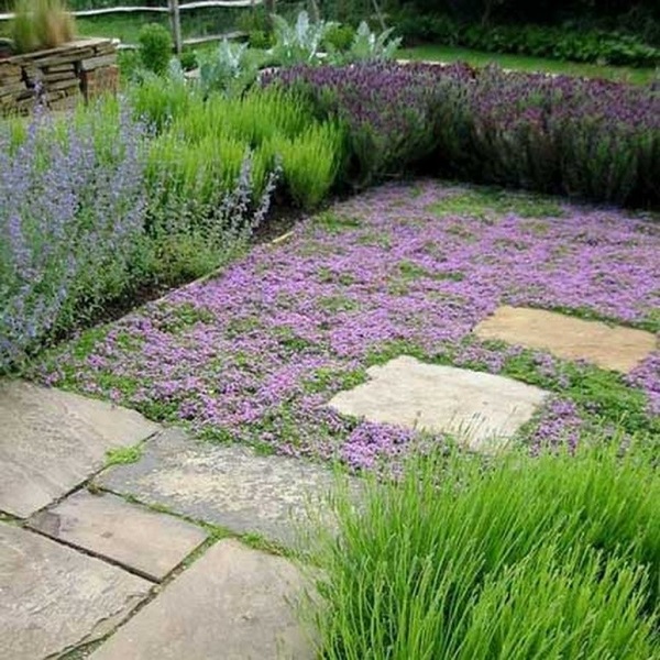 thyme lawn - eco friendly backyard perth
