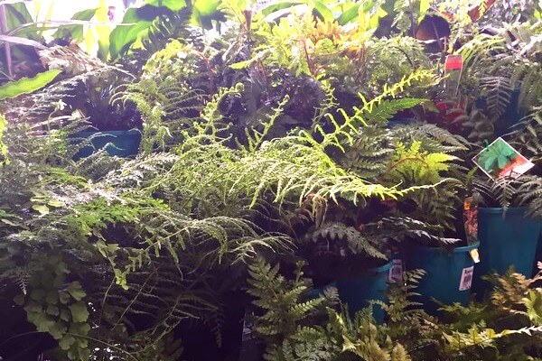 Ferns for outdoor patios