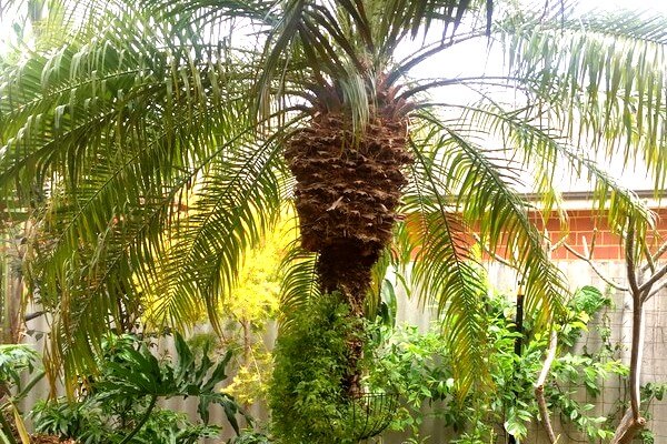 dwarf date palm