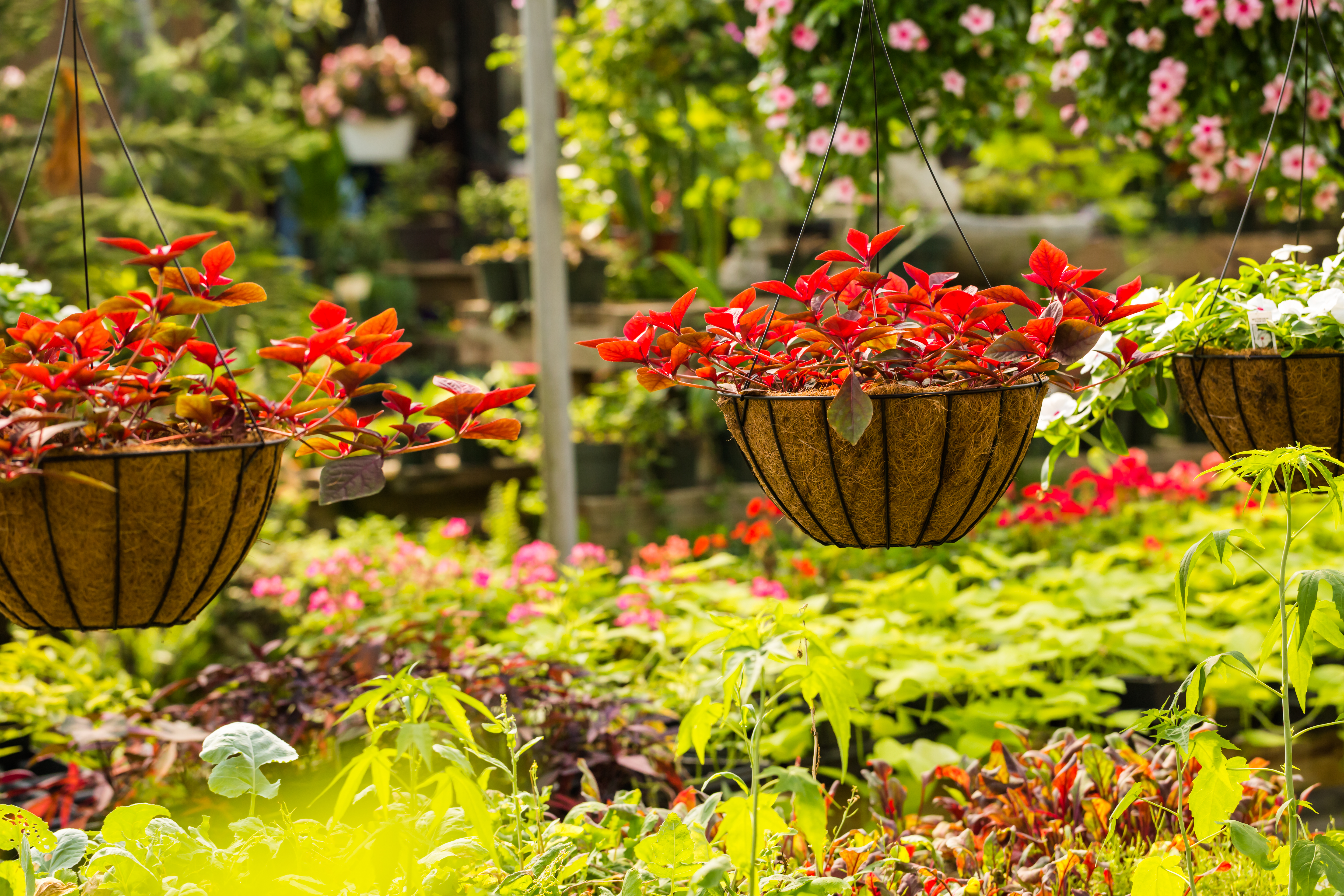 hanging baskets with plants in a garden store