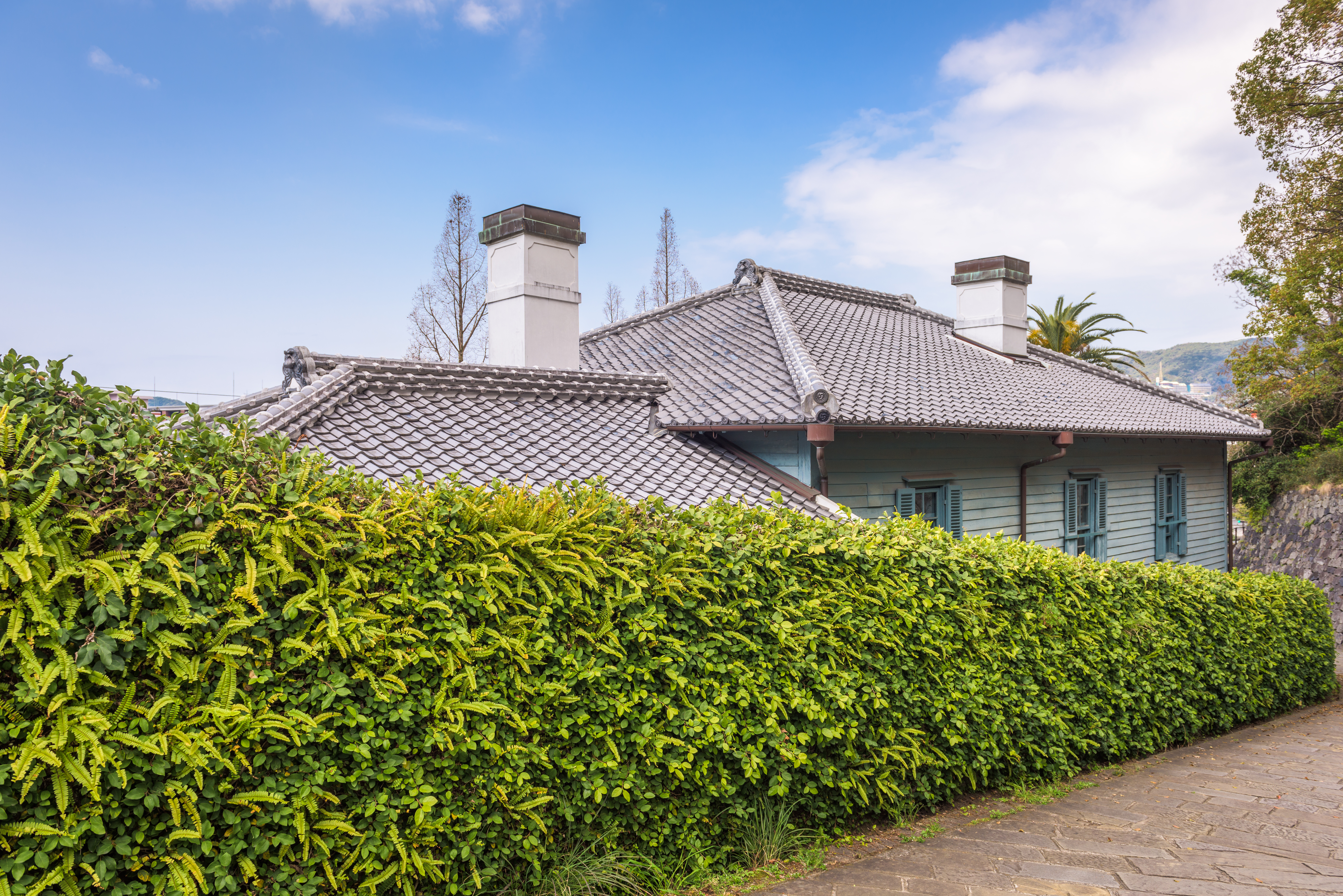 hedge next to a house