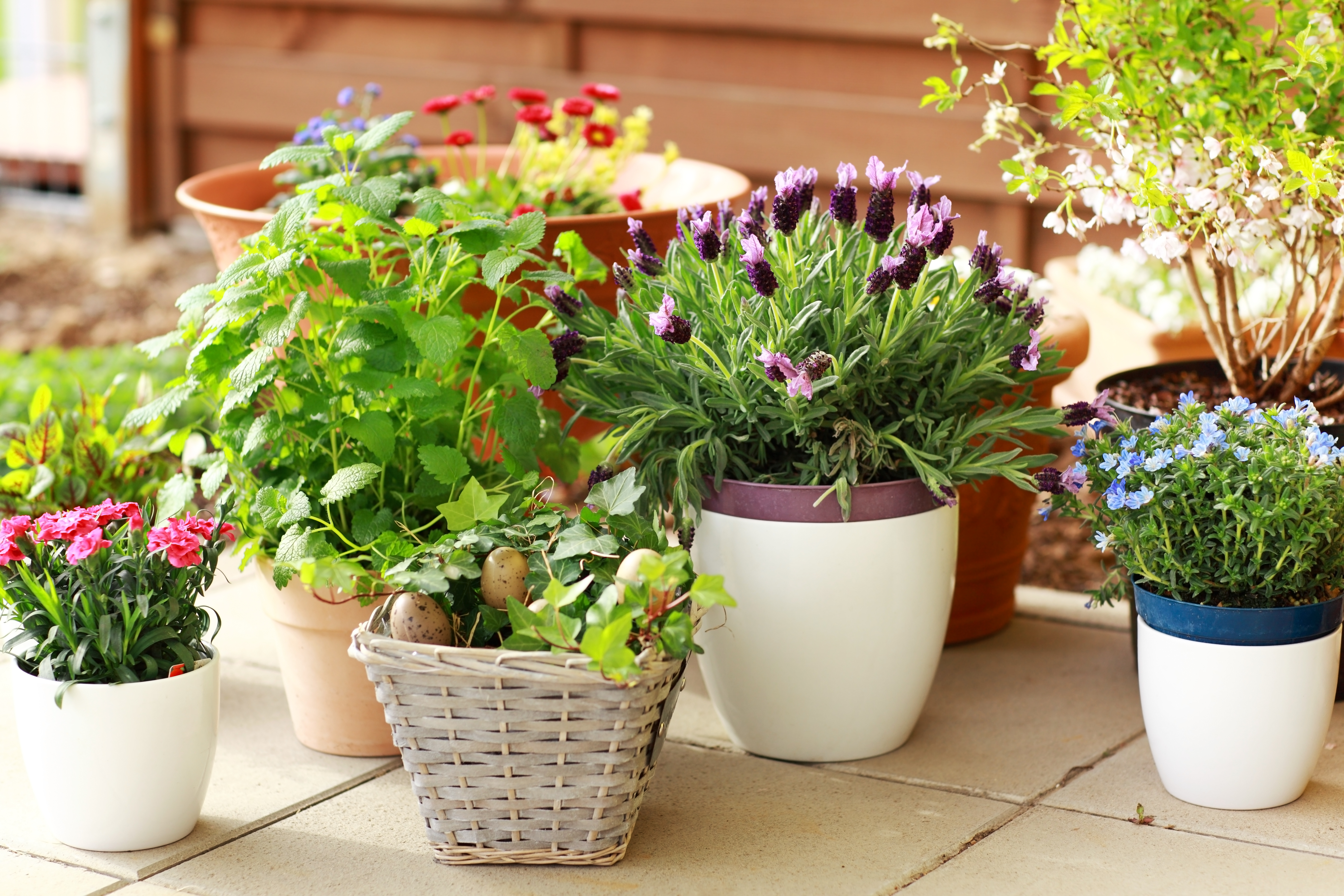 pot plants with flowers on a patio