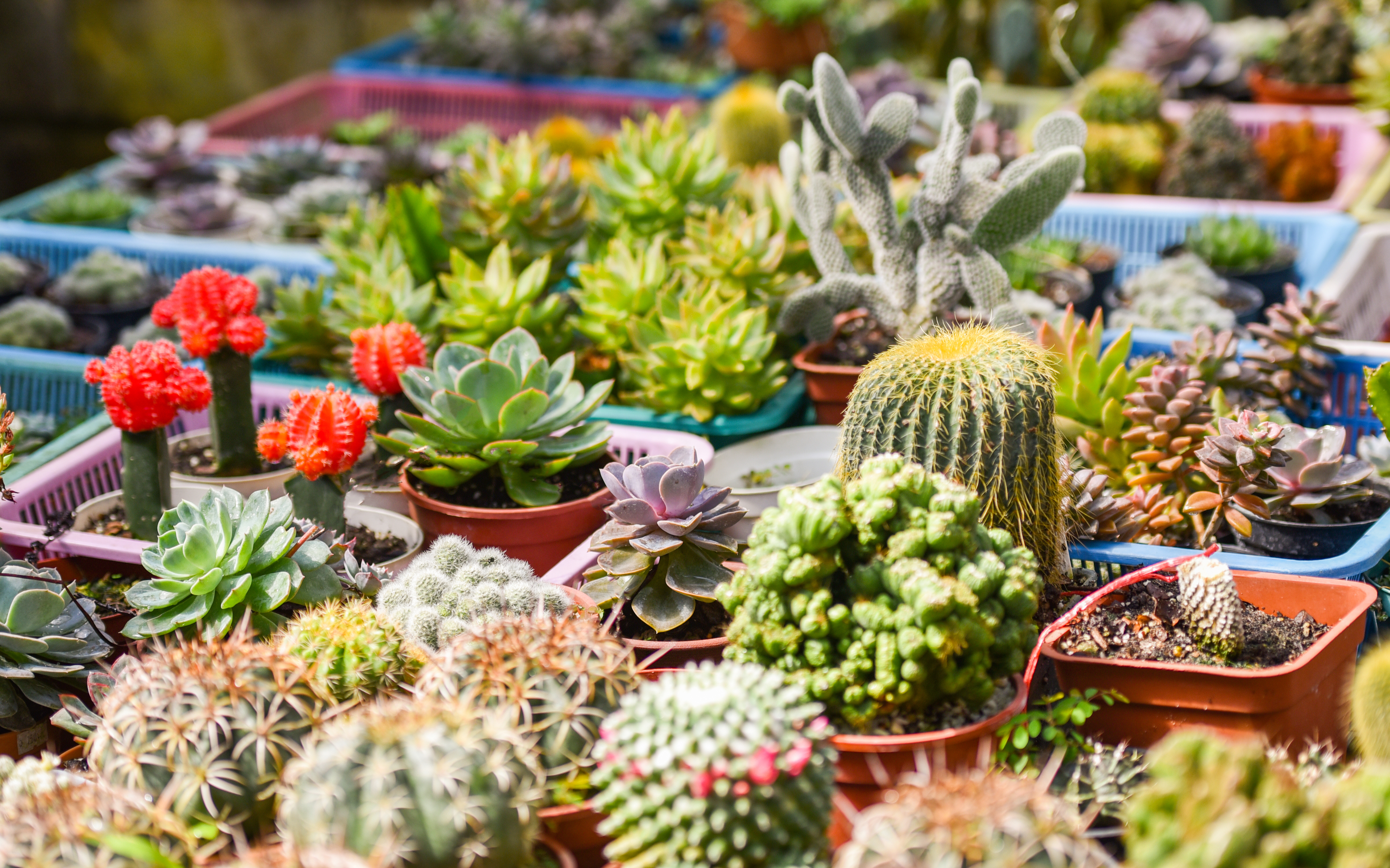 colourful succulents and cactuses at a garden store
