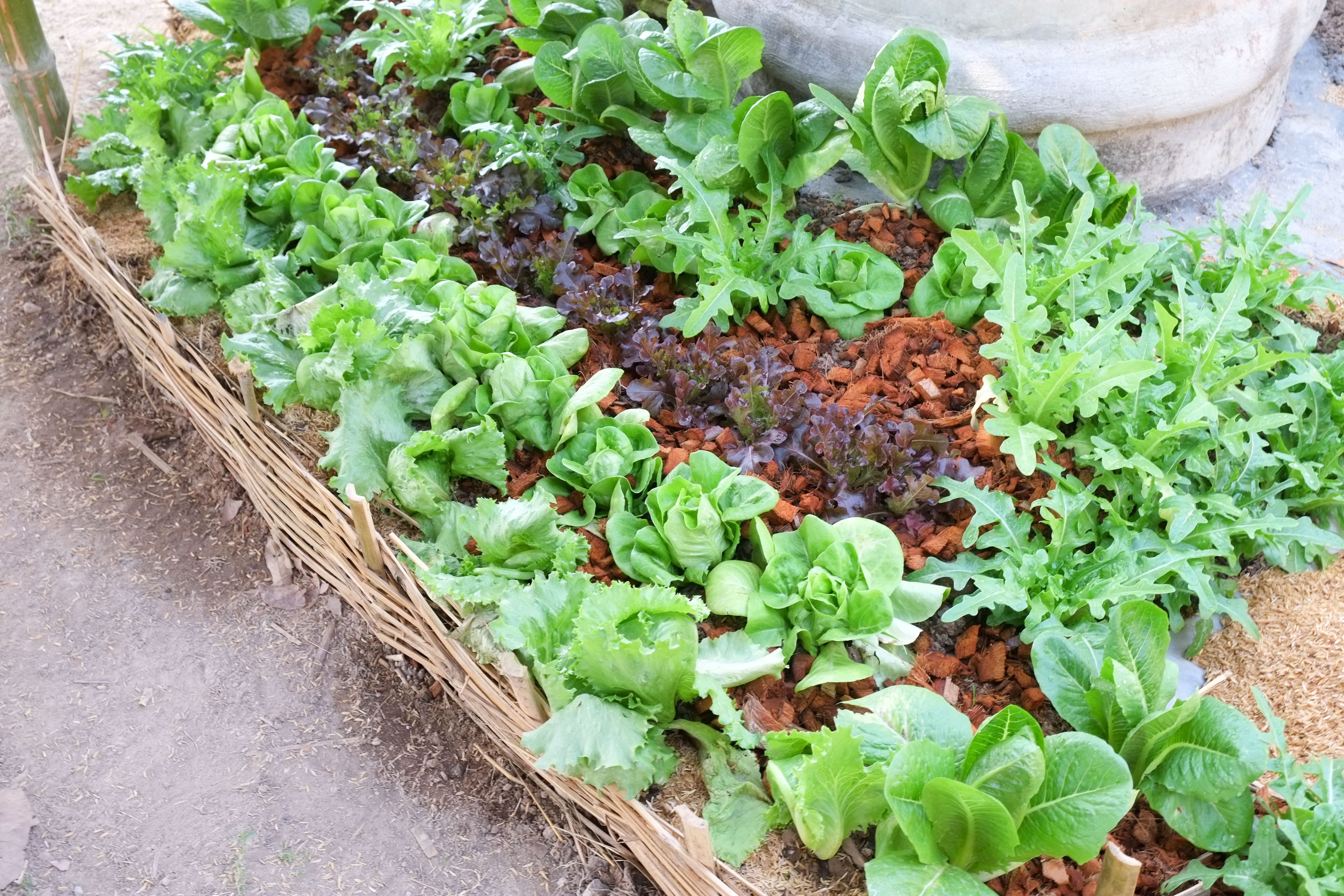 vegetable garden with greens growing