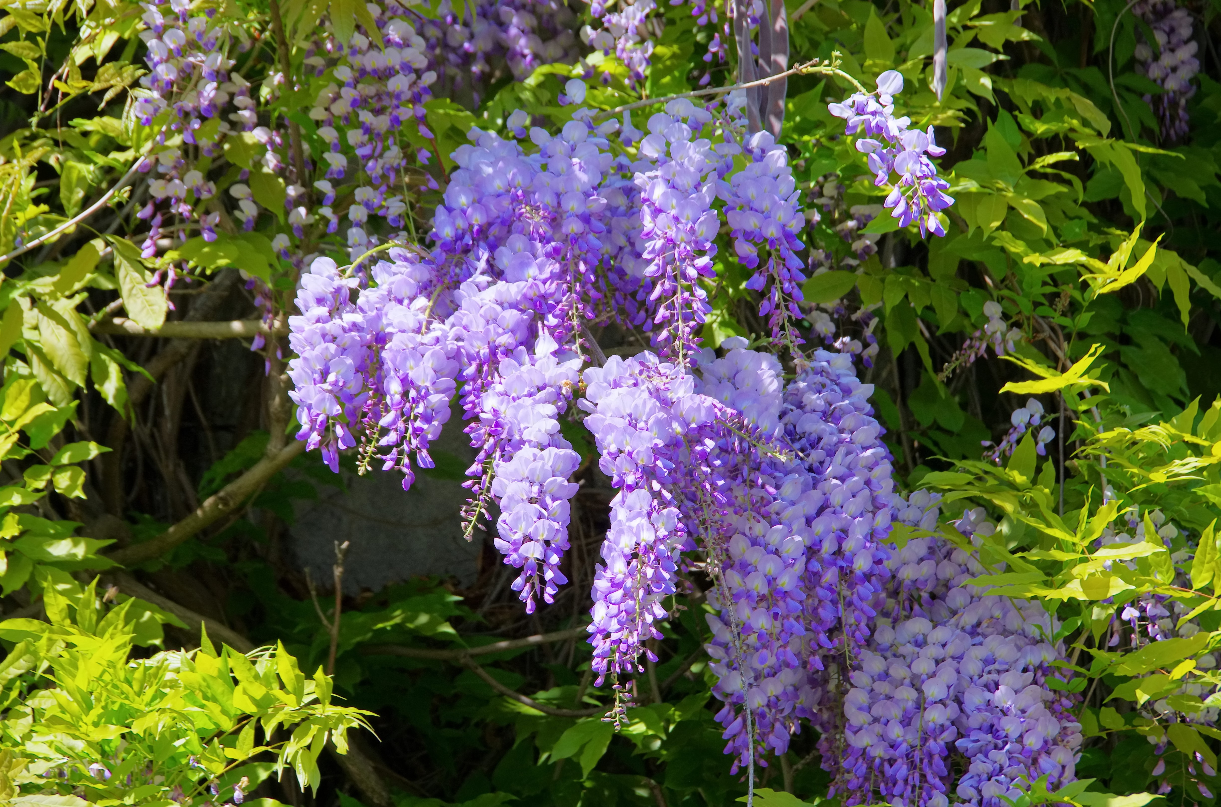 wisteria climbing vine with purple flowers