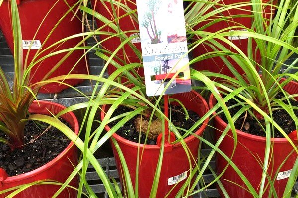 Ponytails patio plants