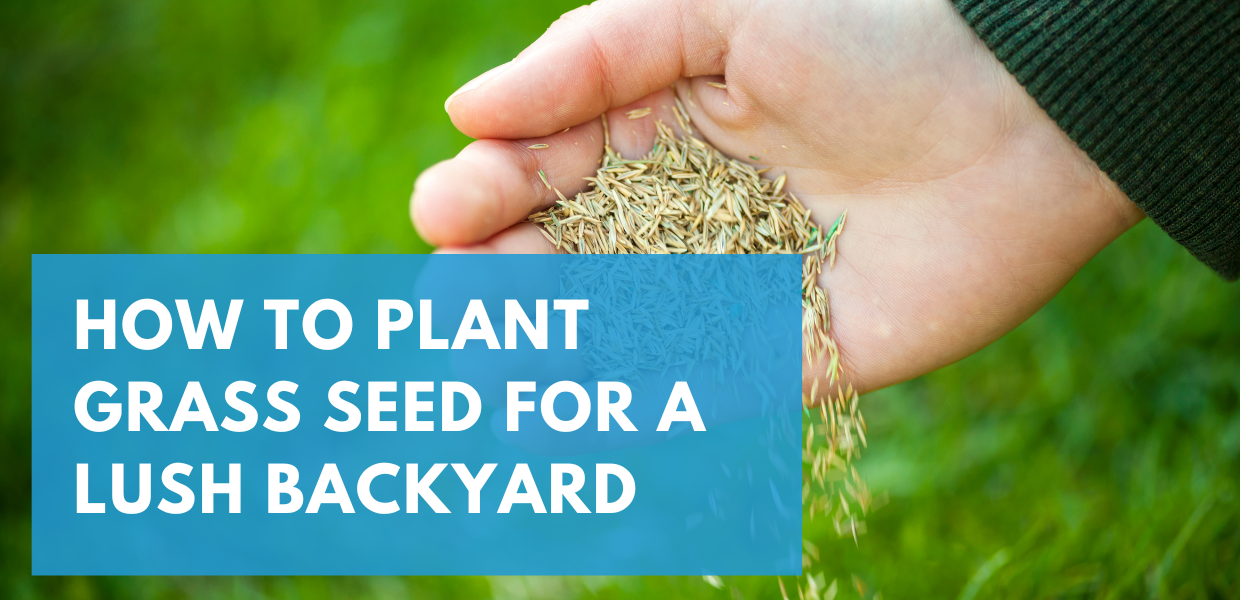 How to Plant Grass Seed for a Lush Backyard 