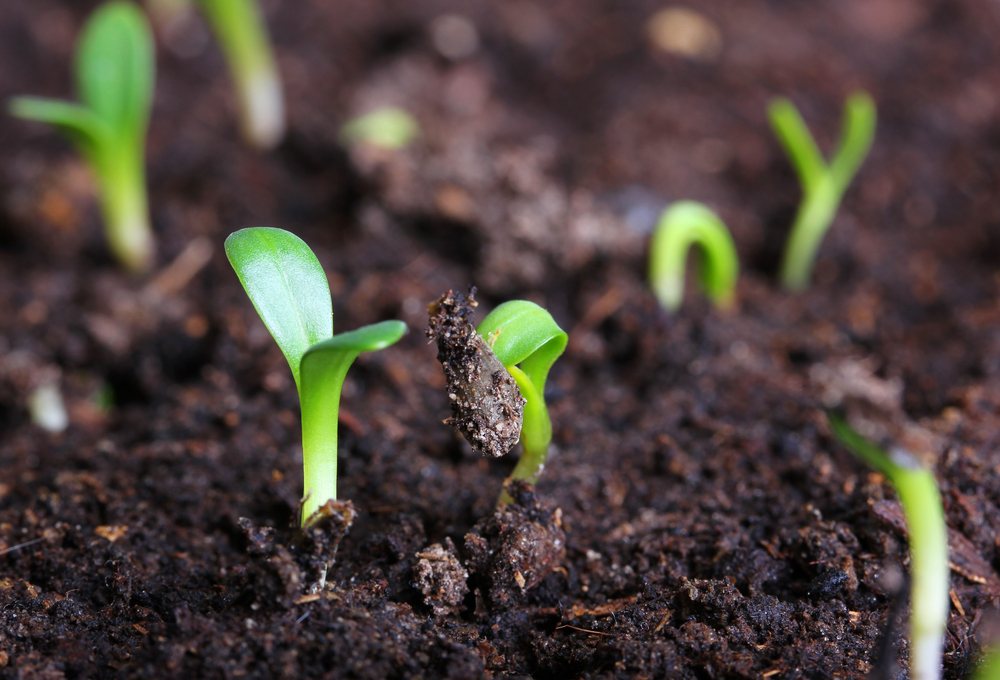 grass sprouts - plant grass seed