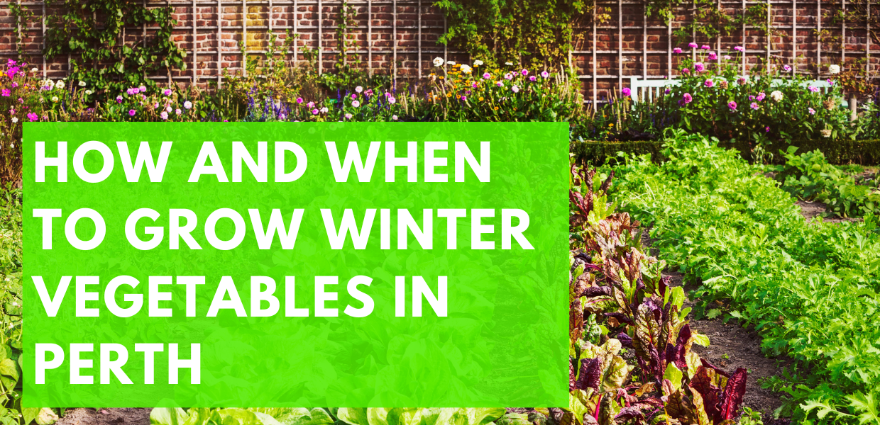 Winter Veggies - How and When to Grow Winter Vegetables in Perth